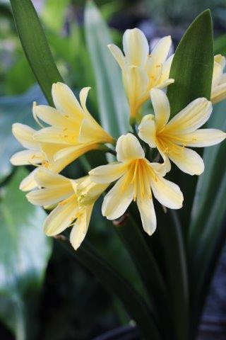 Clivia miniata 'Good Hope' - Devil Mountain Wholesale Nursery