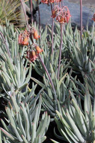 Cotyledon orbiculata var. oblonga - Devil Mountain Wholesale Nursery