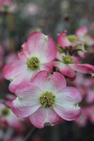Cornus florida 'Cherokee Chief' - Devil Mountain Wholesale Nursery