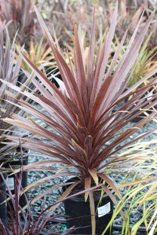 Cordyline australis 'Red Star' - Devil Mountain Wholesale Cordyline australis 'Red Star' - Devil Mountain Wholesale