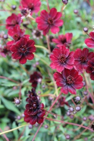 Cosmos atrosanguineus 'Chocamocha' - Devil Mountain Wholesale Nursery