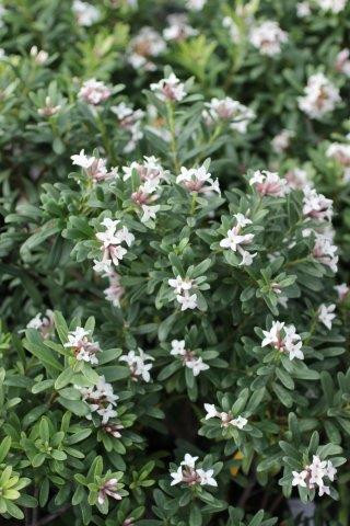 Daphne transatlantica 'Eternal Fragrance' - Devil Mountain
