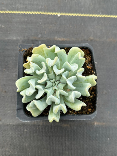 Echeveria runyonii 'Topsy Turvy' - Devil Mountain Wholesale Nursery