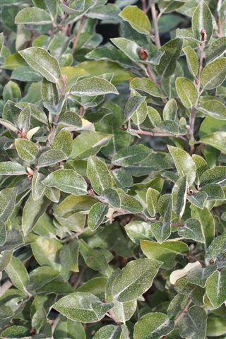 Elaeagnus pungens - Devil Mountain Wholesale Nursery