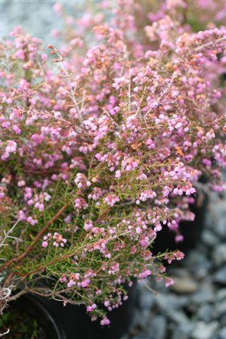 Erica canaliculata - Devil Mountain Wholesale Nursery