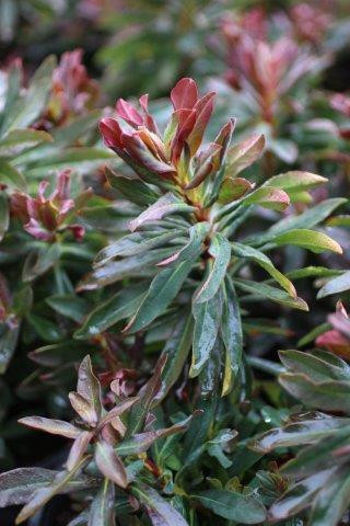 Euphorbia amygdaloides 'Purpurea' - Devil Mountain Wholesale Nursery