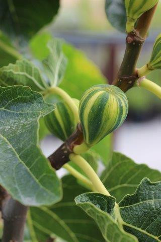Fig 'Panache', Tiger Fig - Devil Mountain Wholesale Nursery