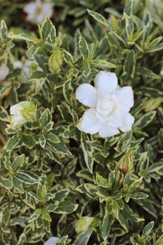 Gardenia jasminoides 'Radicans Variegata' - Devil Mountain