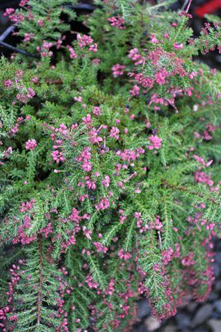 Grevillea lanigera 'Coastal Gem' - Devil Mountain Wholesale Nursery
