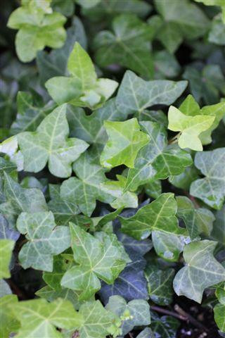 Hedera helix 'Hahnii' - Devil Mountain Wholesale Nursery
