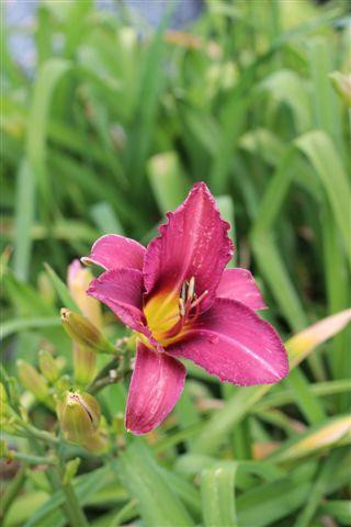 Hemerocallis 'Russian Rhapsody' (Violet Semi Deciduous) - Devil