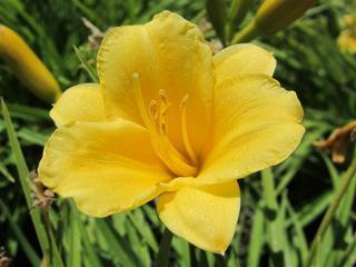 Hemerocallis 'Stella de Oro' (Yellow Deciduous) - Devil Mountain