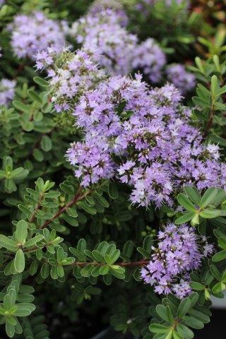 Hebe 'Patty's Purple' - Devil Mountain Wholesale Nursery