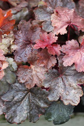 Heuchera 'Cherry Cola' - Devil Mountain Wholesale Nursery