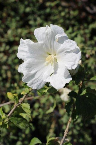 Hibiscus syriacus 'Diana' - Devil Mountain Wholesale Nursery
