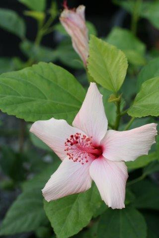 Hibiscus rosa-sinensis 'White Wings' - Devil Mountain Wholesale