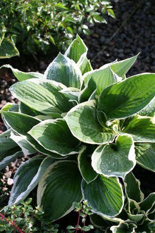 rheum palmatum plant Rheum palmatum var. tanguticum (Ornamental Rhubarb)
