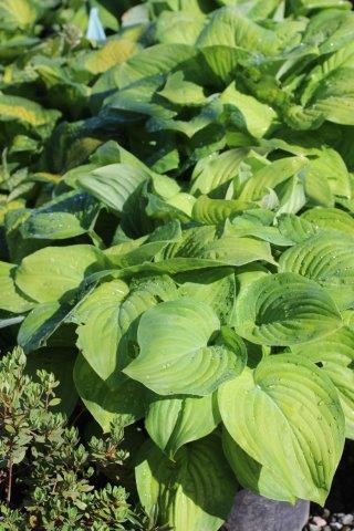 Hosta 'Guacamole' - Devil Mountain Wholesale Nursery