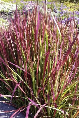 pflanze elefantenfuß Beaucarnea Recurvata Elefantenfuß 120 cm – Zimmerpflanze main image 0