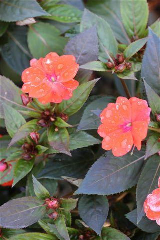 CULTIVANDO: SunPatiens e Impatiens 