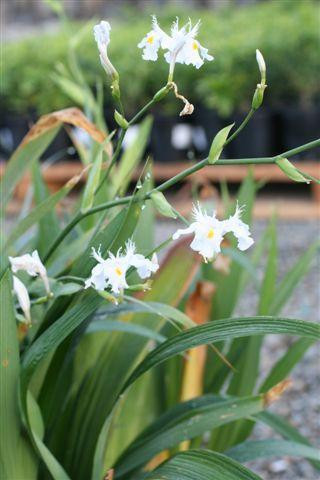 Iris 'Nada' - Devil Mountain Wholesale Nursery
