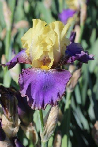 BRIDGESTONE WILD WEST MR-3 パープル×イエロー BRIDGESTONE* WILD WEST / BUILT BY BLUE LUG - CUSTOMER'S BIKE