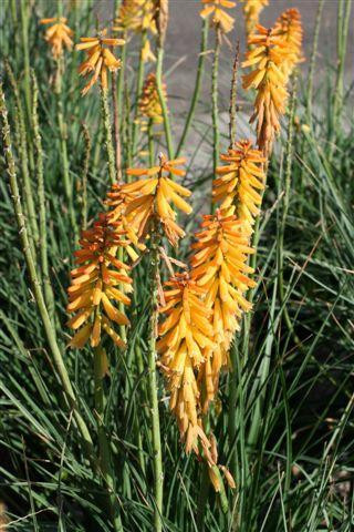Kniphofia 'Echo Mango' - Devil Mountain Wholesale Nursery