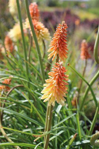 Kniphofia uvaria - Devil Mountain Wholesale Nursery