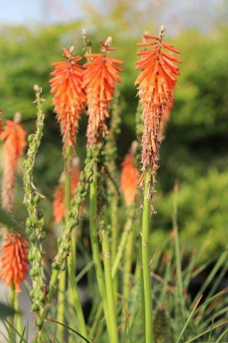 標本 Gnathonyx piceipennis Arfak 66mm Kniphofia galpinii 'Orange Flame' - Devil Mountain Wholesale Nursery