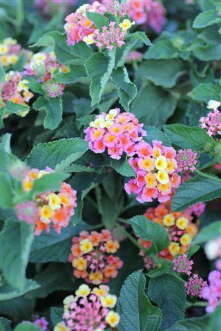 Lantana Confetti - Devil Mountain Wholesale Nursery