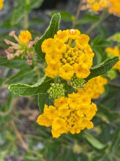 Lantana 'New Gold' - Devil Mountain Wholesale Nursery