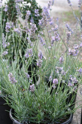 Lavandula angustifolia - Devil Mountain Wholesale Nursery