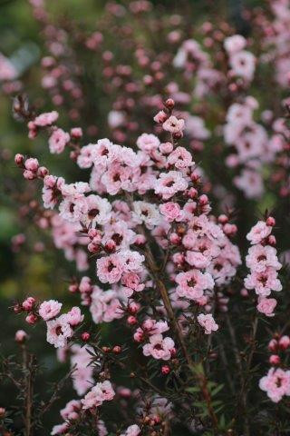 Leptospermum scoparium 'Apple Blossom' - Devil Mountain Wholesale Nursery
