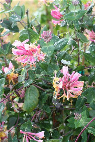 Lonicera heckrottii 'Gold Flame' - Devil Mountain Wholesale Nursery