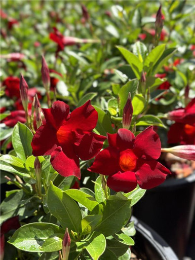 Mandevilla Sun Parasol Crimson - Devil Mountain Wholesale Nursery Mandevilla Sun Parasol Crimson - Devil Mountain Wholesale Nursery