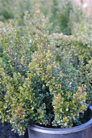 Myrsine africana - Devil Mountain Wholesale Nursery