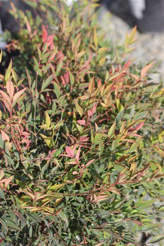 Nandina domestica Sienna Sunrise - Devil Mountain Wholesale Nursery