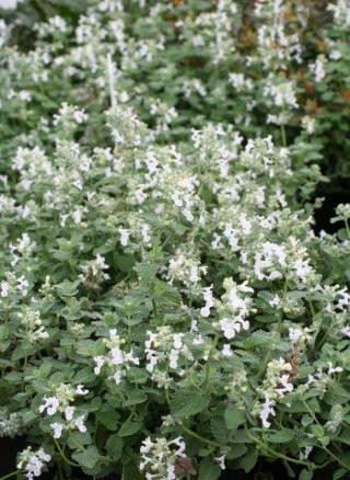 Nepeta 'Snowflake' - Devil Mountain Wholesale Nursery