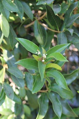 Osmanthus fragrans - Devil Mountain Wholesale Nursery