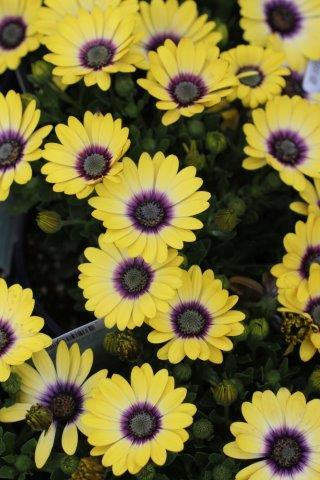 Osteospermum Blue Eyed Beauty - Devil Mountain Wholesale Nursery