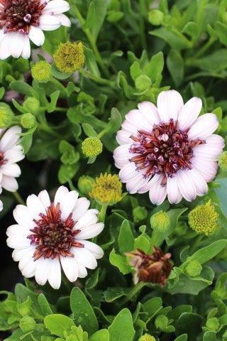 Osteospermum 4D™ - Devil Mountain Wholesale Nursery