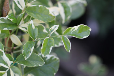 Pandorea jasminoides 'Variegata' - Devil Mountain Wholesale Nursery