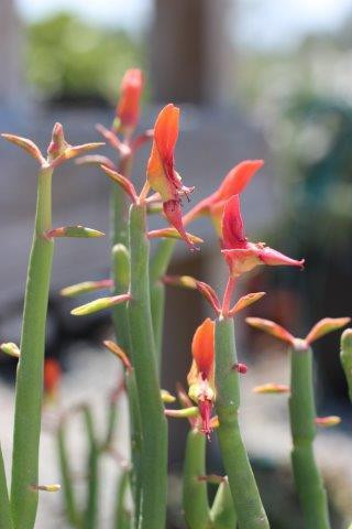 Pedilanthus macrocarpus - Devil Mountain Wholesale Nursery