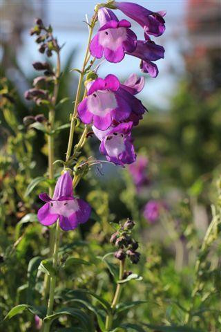 Penstemon gloxinioides 'Belle of Dawn' - Devil Mountain Wholesale Nursery