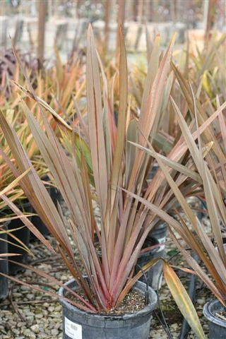 Phormium tenax 'Atropurpurea' (Bronze) - Devil Mountain Wholesale