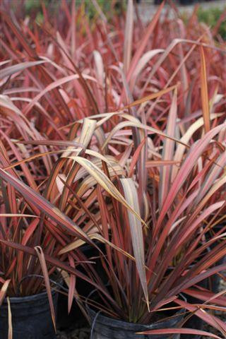 Phormium 'Rainbow Warrior' - Devil Mountain Wholesale Nursery