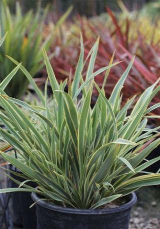 Phormium 'Tony Tiger' - Devil Mountain Wholesale Nursery