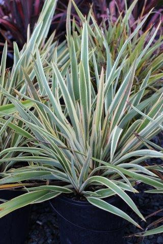 Phormium tenax 'Wings of Gold' - Devil Mountain Wholesale Nursery