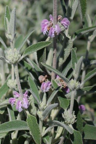 Phlomis purpurea - Devil Mountain Wholesale Nursery