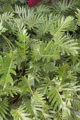 Philodendron 'Xanadu' - Devil Mountain Wholesale Nursery